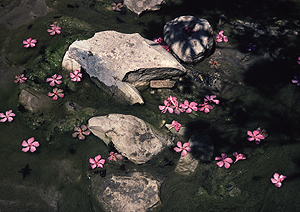 LEICA M3, SUMMICRON 2/50